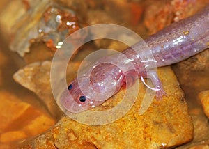 Rare blind cave salamander