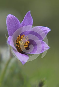 A rare bloom of a stunning pasque flower