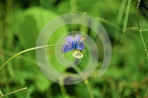 Rare blue butterfly on flower