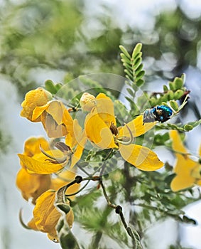 Rare blue calamintha bee yellow flower pollinating