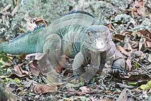 Rare Blue Iguana Grand Cayman Iguana Cyclura lewisi endangered species in its natural habitat