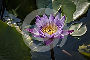 a rare blue lotus