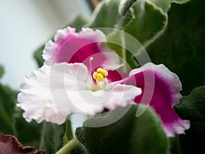 Rare bordo and white edge senpolia flowers. Macro photo