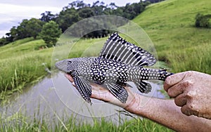 Rare Brazilian tropical fish cascudo pineapple (Pterygoplichthys pardalis) known as \