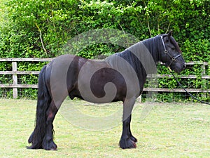 Rare Breed Dales Pony