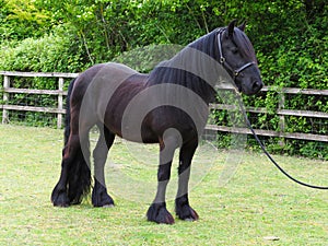 Rare Breed Dales Pony