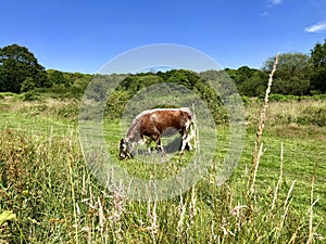 Rare breed English longhorn cow