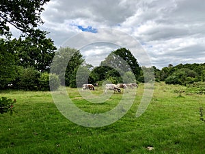 Rare breed English longhorn cow