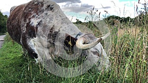 Rare breed English longhorn cow eating grass in Epping Forest