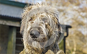 Rare breed Irish Wolfhound looking over a fence