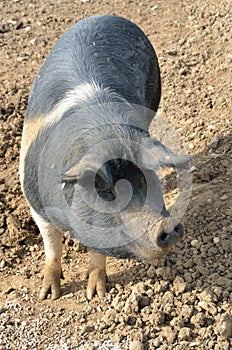 Rare breed pig standing