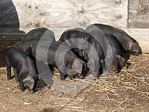 Rare Breed Pigs