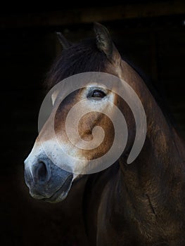 Rare Breed Pony Head Shot