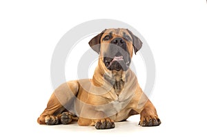 Rare breed South African boerboel puppy posing in studio.