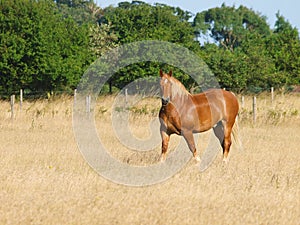 Horse in Paddock photo