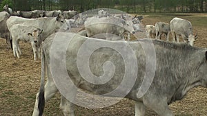 A rare breed of Ukrainian cows