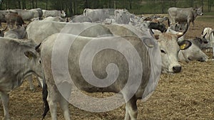 A rare breed of Ukrainian cows