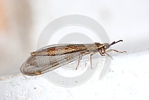 Rare brown lacewing