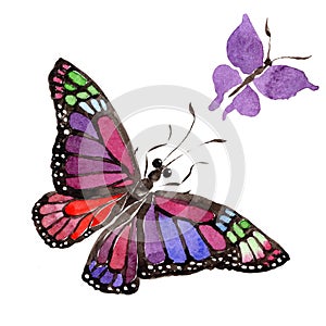 Rare butterflies wild insect in a watercolor style isolated.