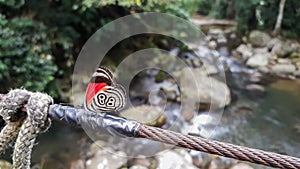 Rare 88 butterfly, Diaethria clymena, over a stream in the Brazilian rainforest photo