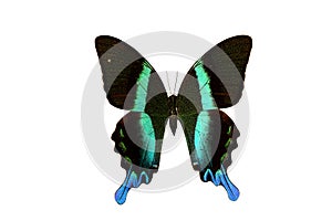 Rare Butterfly Majestic Green Swallowtail Papilio blumei