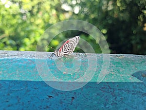 A rare butterfly species at Iguaçu Falls