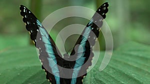 Rare butterfly spreading beautiful wings, sitting on leaf, insects, entomology