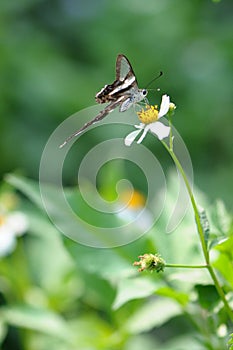 Rare Butterfly (white dragontail) photo