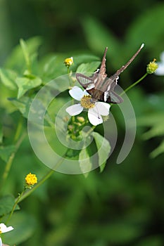 Rare Butterfly (white dragontail) photo