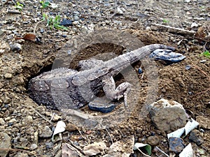 Rare capture Eastern Water Dragon lizard digging hole to lay eggs photo