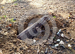 Rare capture Eastern Water Dragon lizard laying eggs in hole in ground photo