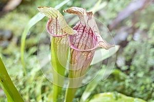 rare carnivorous plants close-up in a greenhouse, blurred background