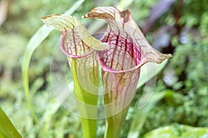 rare carnivorous plants close-up in a greenhouse, blurred background