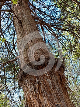 Rare ceder tree stilwell, OK
