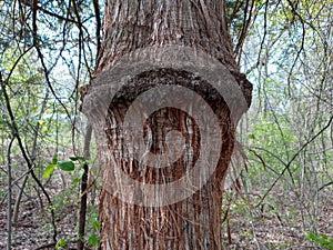 Rare ceder tree stilwell, OK