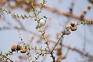 Rare Cerulean Warbler Bird In Larch Tree, Toronto