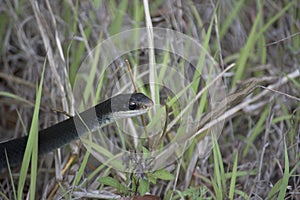 Rare Closeup Photo of Black Racer Snake in Tall Grass in Florida