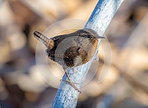 A Rare for Colorado Pacific Wren