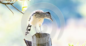 A Rare Colorful Lesser Roadrunner Geococcyx velox Perched on a Post in Jalisco, Mexico photo