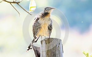 A Rare Colorful Lesser Roadrunner Geococcyx velox Perched on a Post in Jalisco, Mexico photo