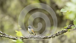 Rare and colorful male red-flanked bluetail Tarsiger cyanurus standing on a branch