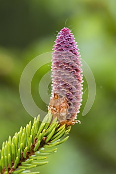 Rare coniferous plants. Blooming tree Spruce Acrocona Picea abies Acrocona, the cones look like a pink rose. Soft needles of pal