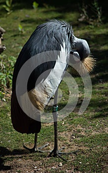 A rare crane crowned in all its glory
