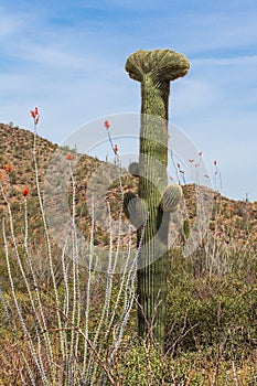 Rare Crested Saguaro photo