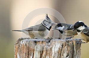 A rare Crested Tit Lophophanes cristatus with Coal Tit Periparus ater in the background perching on a wooden tree stump with f