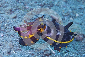 Rare Crimson Cuttlefish, coral reef, Leyte, Philippines