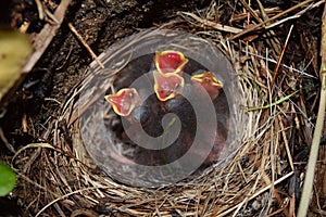 Rare critically endangered Idaho baby birds 