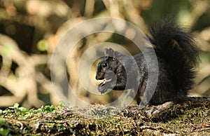 A rare cute Black Squirrel Scirius carolinensis eating a nut sitting on a log in woodland.