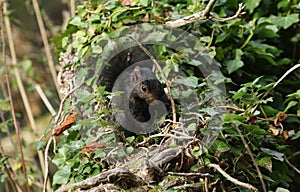 A rare cute Black Squirrel Scirius carolinensis sitting on a log covered in ivy in woodland in the UK.