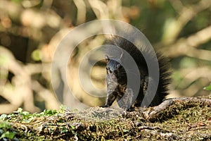 A rare cute Black Squirrel Scirius carolinensis sitting on a log in woodland in the UK looking.